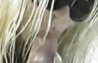 XXX عوضی که به مقعد داد بلعیده, از کسی کانال خفن سکسی که خوشحال بود با رابطه جنسی